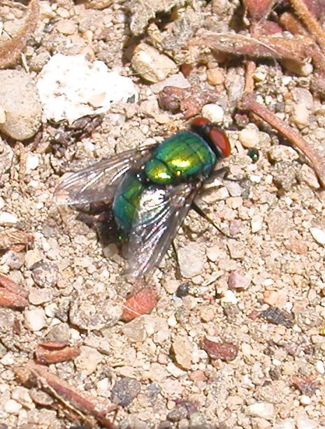 Sagra della chiocciola: Lucilia cf. sericata (Calliphoridae)